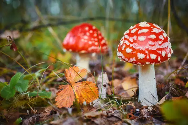 Photo of Amanita Muscaria, poisonous mushroom. Photo has been taken in the natural forest background