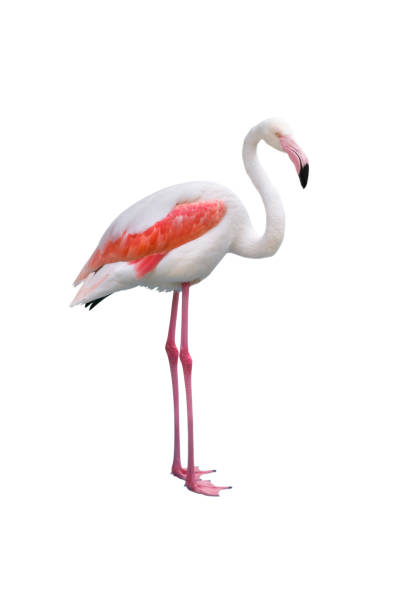 istock Pink Flamingo standing vertically isolated on white background 1039646694