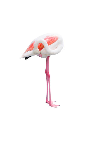 istock Flamingo preening its feathers isolated on white background 1039646696