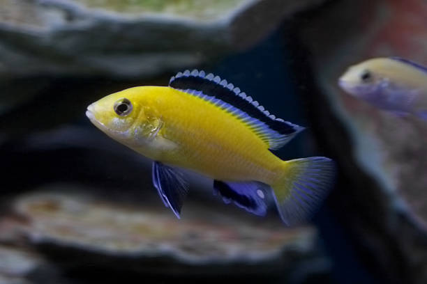 istock african fish yellow labidochromis 103964704