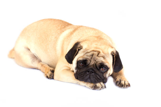 istock A lying pug dog looking sad. Isolated. 1039647470