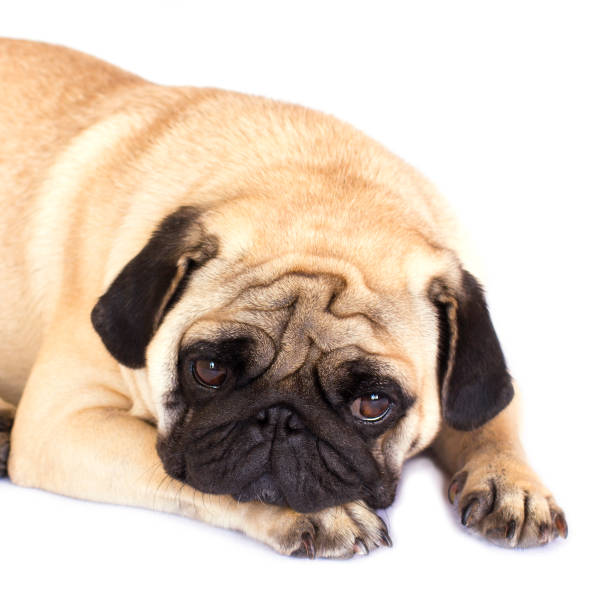 istock A lying pug dog looking sad. Isolated. 1039647718