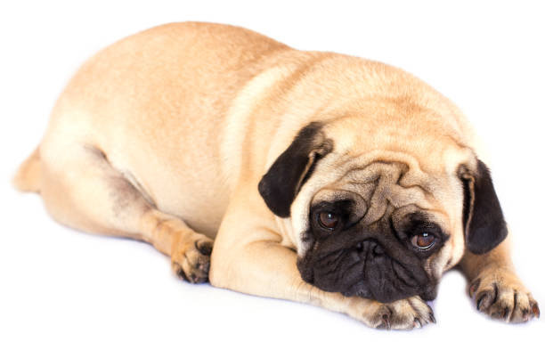 istock A lying pug dog looking sad. Isolated. 1039647740