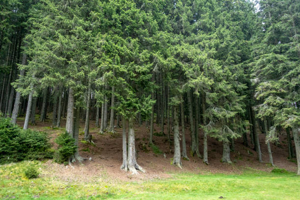 istock Forest trees in Bucegi mountains,  Romania,  Spring day 1039648282