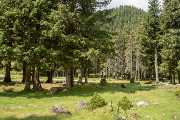 istock Forest trees in Bucegi mountains,  Romania,  Spring day 1039648378
