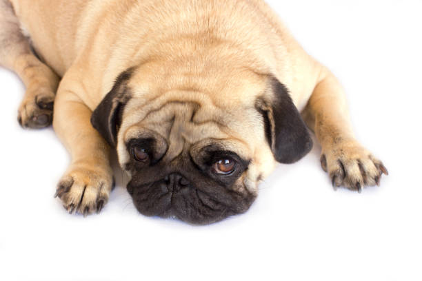 istock A lying pug dog looking sad. Isolated. 1039648576