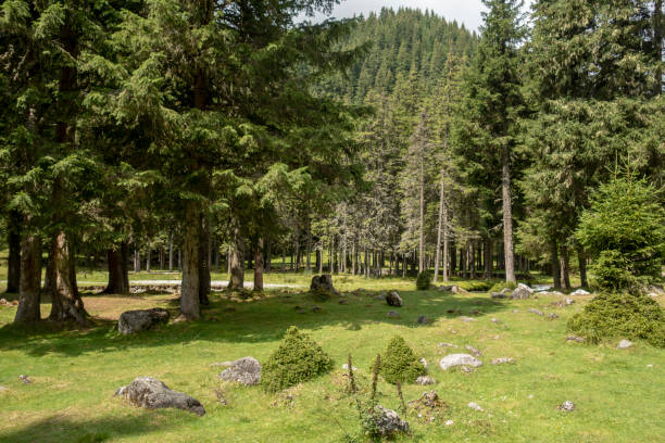 istock Forest trees in Bucegi mountains,  Romania,  Spring day 1039648592