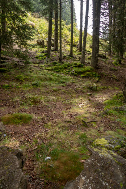 istock Forest trees in Bucegi mountains,  Romania,  Spring day 1039648868