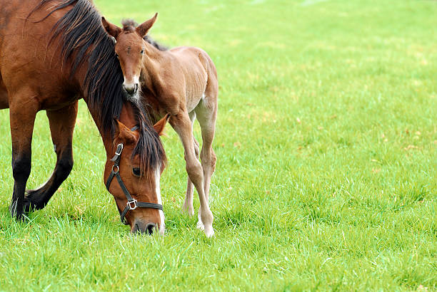 mare and her foal closeup of a mare and her foal on green grass mare stock pictures, royalty-free photos & images