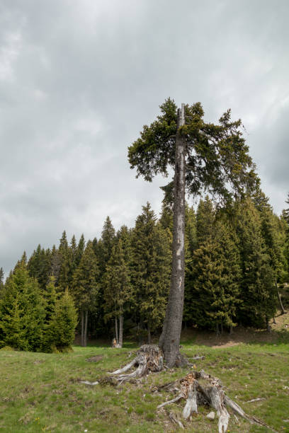 istock Forest trees in Bucegi mountains,  Romania,  Spring day 1039650726