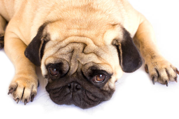 istock A lying pug dog looking sad. Isolated. 1039651076