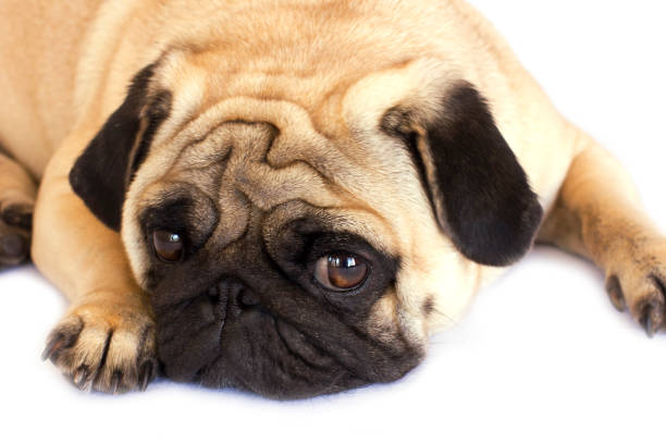 istock A lying pug dog looking sad. Isolated. 1039651384