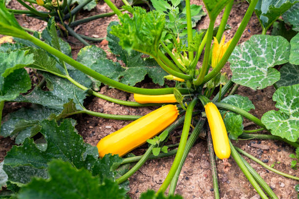 istock yellow zucchini in the vegetable garden 1039651844