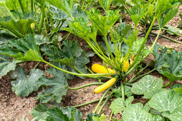 istock yellow zucchini in the vegetable garden 1039652536