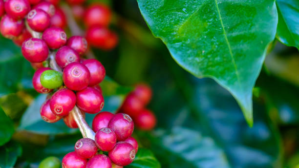 istock Fresh red coffee from the beginning.Morning light 1039653346