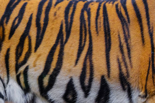 istock close up tiger skin texture 1039653382