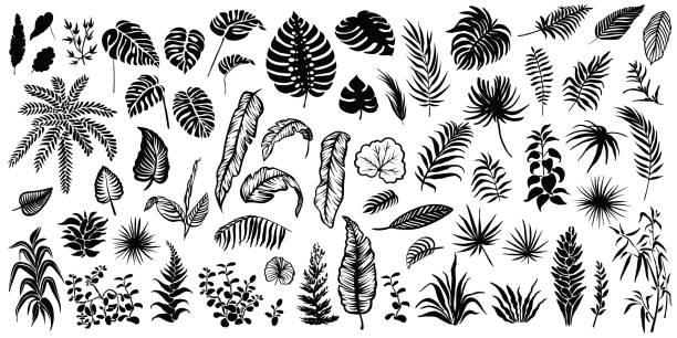 Tropical leaves vector silhouettes. Tropical leaves silhouettes isolated on white background. Vector palm leaf, monstera and other plants illustrations. bush illustrations stock illustrations