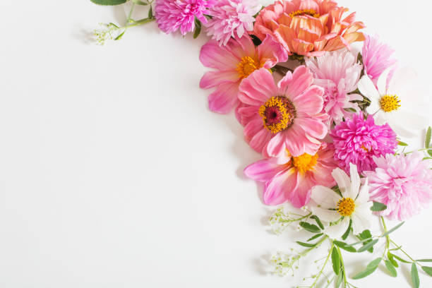istock pink flowers on white background 1039657944