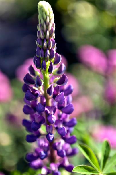 istock bright purple Lupin lit by morning sun 1039659086