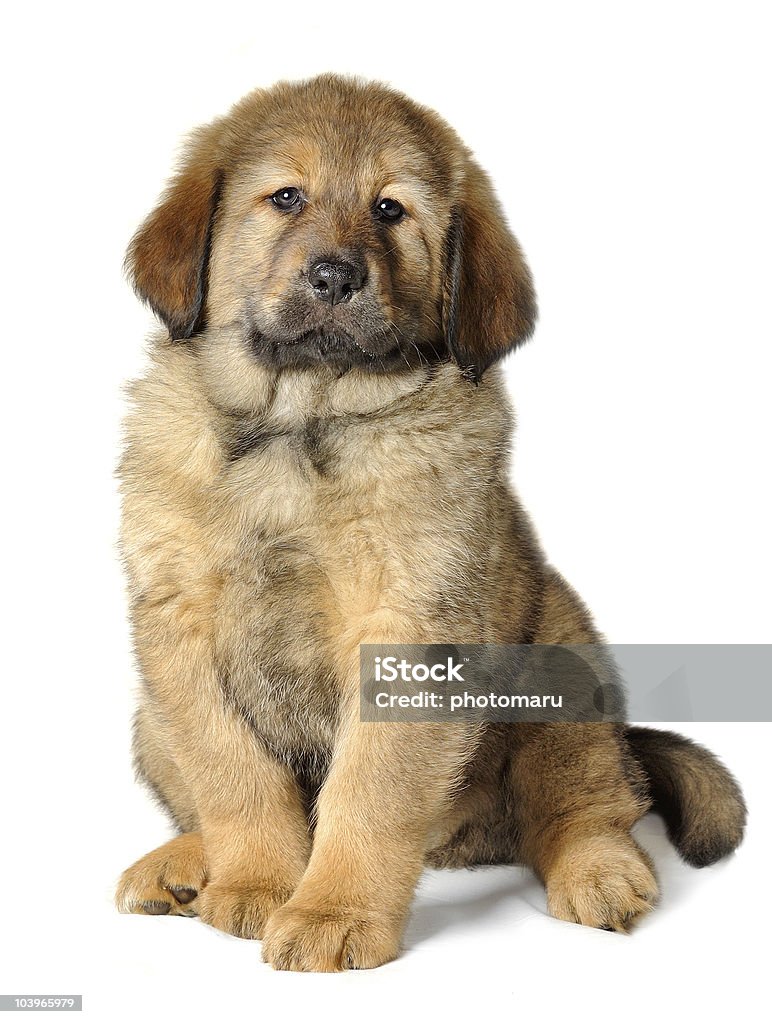 Puppy tibetan mastiff  Alertness Stock Photo