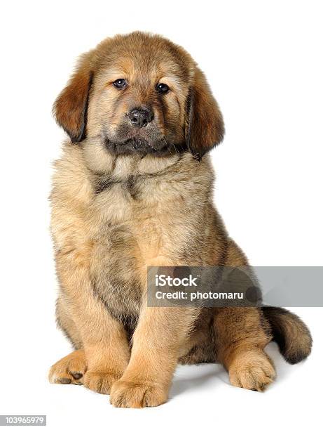 Puppy Tibetan Mastiff Stock Photo - Download Image Now - Alertness, Animal, Canine - Animal