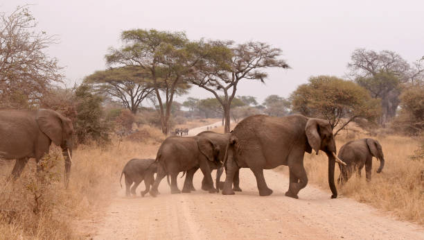 istock Elephants Crossing the Road 103966043