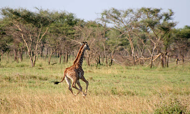 istock Galloping Giraffe in the Serengeti 103966072