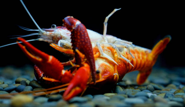 istock crayfish Breeding in the aquarium 1039662010