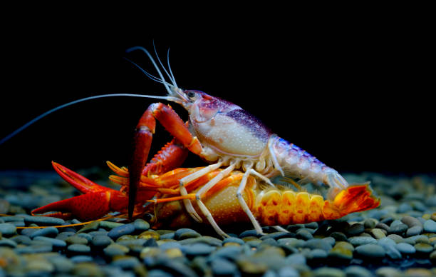 istock crayfish Breeding in the aquarium 1039662022
