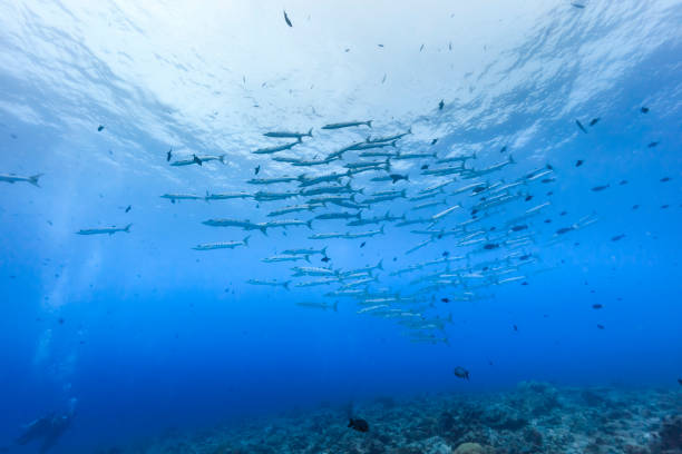 istock Palau Diving - Flock of Blackfin barracuda 1039662396