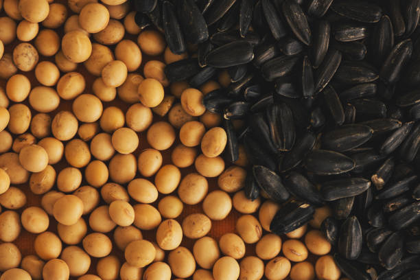 istock Soybean and sunflower seed 1039663804