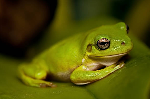 The Green Tree Frog Series stock photo