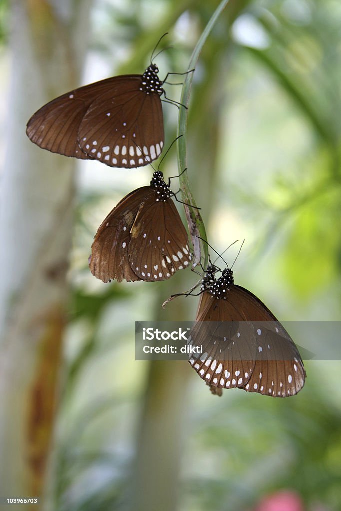 열대 나비를 - 로열티 프리 0명 스톡 사진