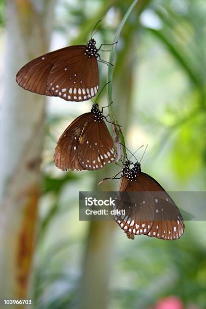 Tropikalny Motyle - zdjęcia stockowe i więcej obrazów Bez ludzi - Bez ludzi, Bliskie zbliżenie, Brązowy