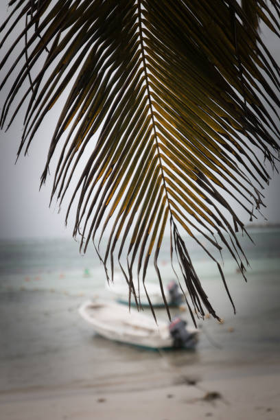 деталь пальмового листа с рыбацкими лодка ми на заднем плане во время шторма - hurricane florida стоковые фото и изображения