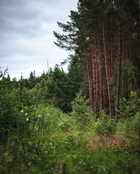 istock Different species of grass and trees in forest. 1039671012