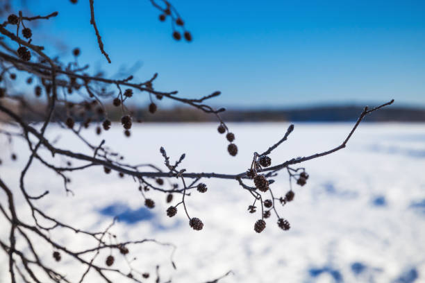 アルダーは、冬に枝を木します。クローズ アップ - winter close up nature macro ストックフォトと画像