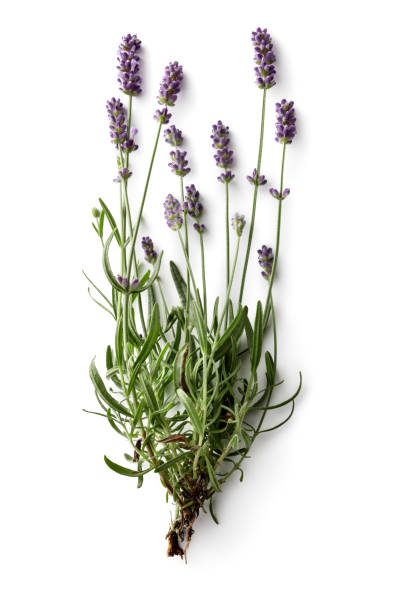 fiori: lavanda isolata su sfondo bianco - lavender lavender coloured flower herb foto e immagini stock