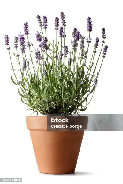 Flowers Lavender Isolated On White Background Stock Photo - Download Image Now - Flower Pot, Lavender - Plant, Lavender Color