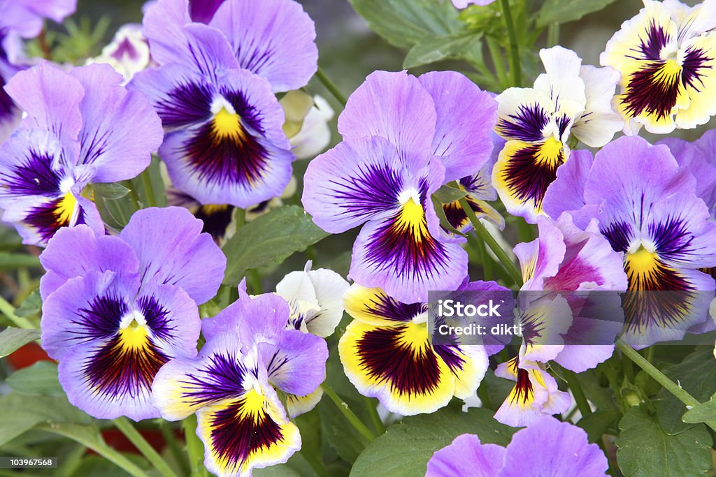 Blue and yellow pansy (viola)  Beauty In Nature Stock Photo