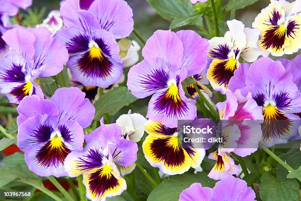Blue And Yellow Pansy Stock Photo - Download Image Now - Beauty In Nature, Blossom, Blue