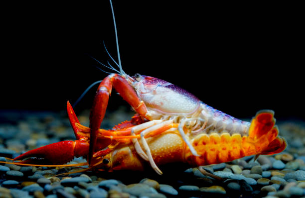 istock crayfish Breeding in the aquarium 1039676118