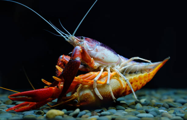 istock crayfish Breeding in the aquarium 1039676180