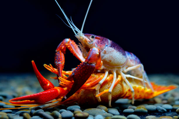 istock crayfish Breeding in the aquarium 1039676214