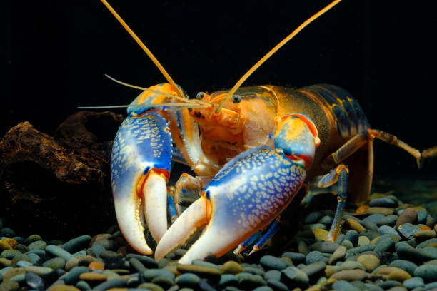 istock crayfish in the aquarium 1039676336
