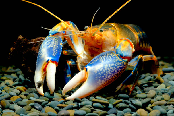 istock cherax yabby volcano 1039676396