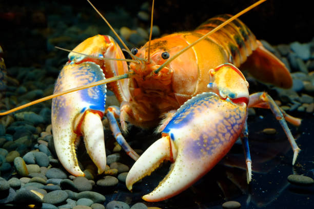 istock crayfish in the aquarium 1039676530