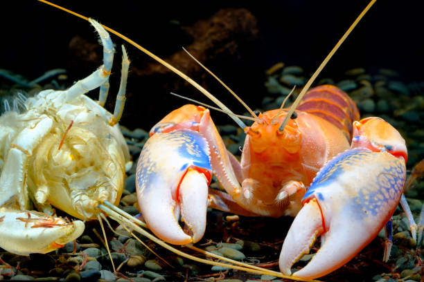 istock cherax yabby volcano 1039676586