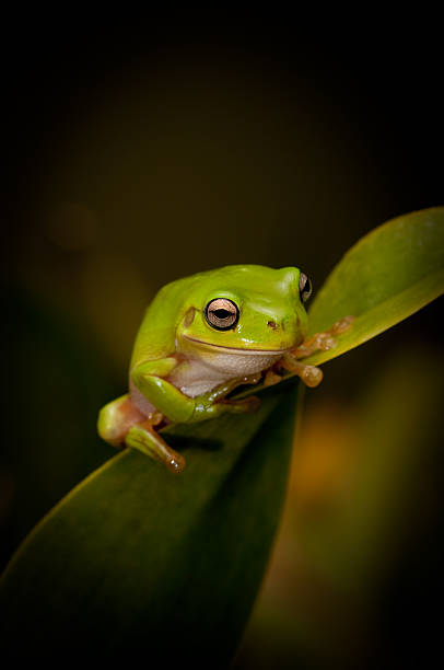 The Green Tree Frog Series stock photo