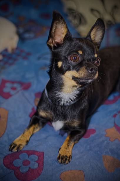 istock Chihuahua Dog 1039681014
